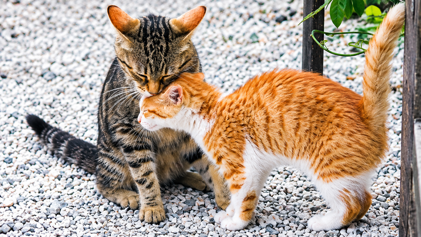 Two cats nuzzling together outdoors on a gravel surface
