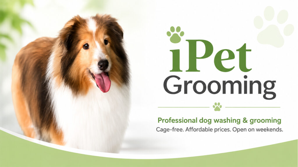 iPet Grooming professional dog grooming service featuring a Collie and cage-free dog washing and grooming.