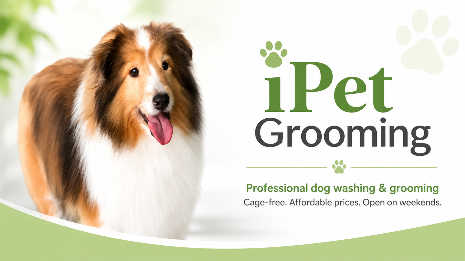 iPet Grooming professional dog grooming service featuring a Collie and cage-free dog washing and grooming.