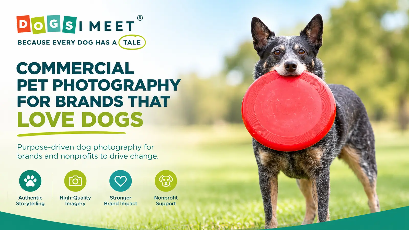 Dogs I Meet commercial pet photography featuring a dog holding a red frisbee, showcasing professional imagery for pet brands and nonprofits.
