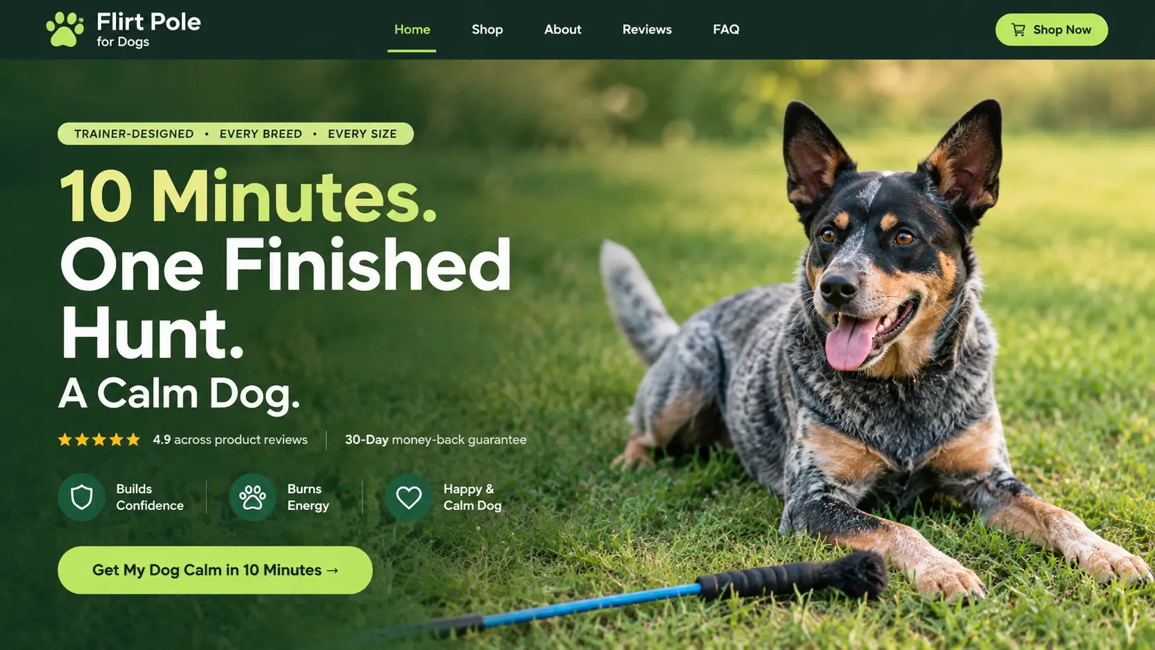 Whimsy Stick | Flirt Pole for Dogs training tool with an active dog playing outdoors on grass