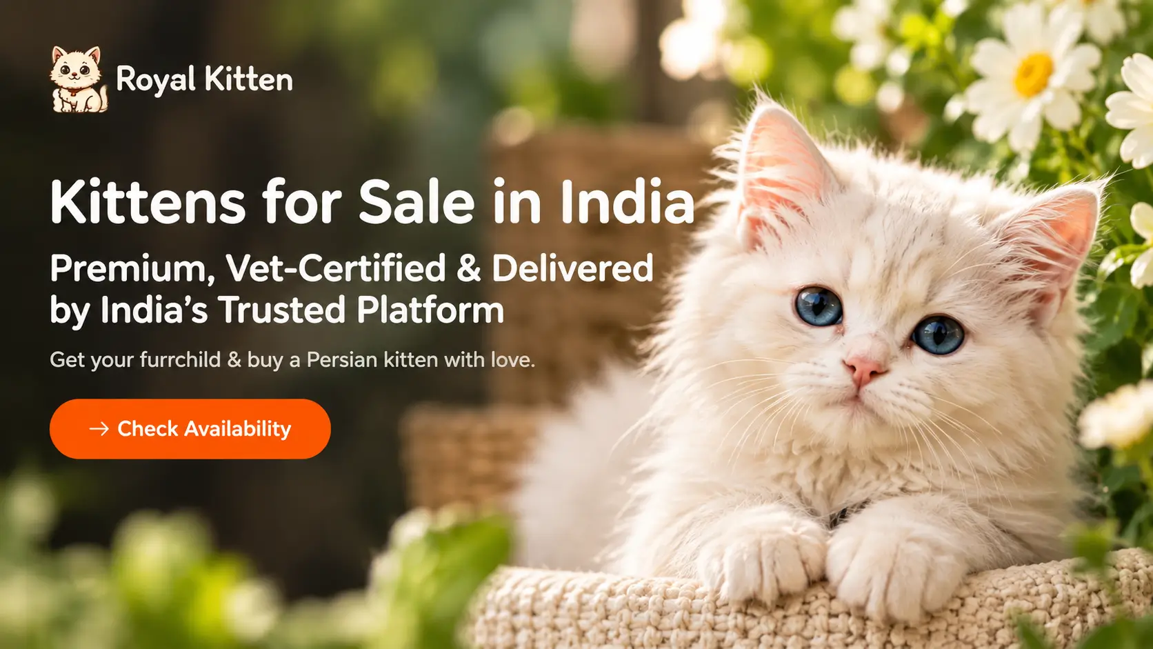 Persian kittens for sale in India with premium vet-certified kitten delivery from Royal Kitten